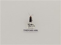 藏品(鞘翅目(1))的圖片